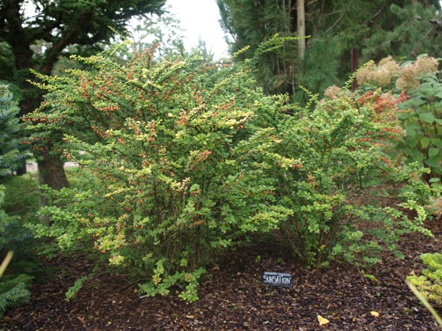 Berberis thunbergii 'Sunsation'